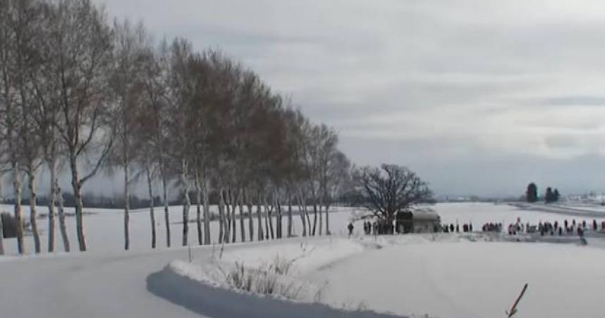 當地農民與美瑛町公所協商後，將白樺樹林中38棵樹全部砍除。（圖／翻攝自STVニュース北海道）