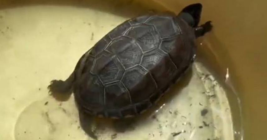 四川一名女子飼養的烏龜斷氣，2個月後竟「復活」。（圖／翻攝自微博）