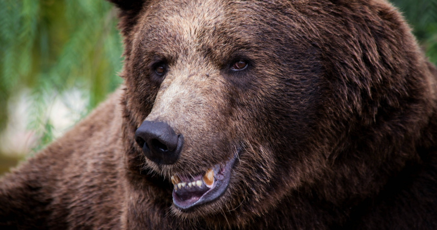 北海道12日咬死男送報員的棕熊，4年前就曾咬死過一名女性。（示意圖／翻攝自unsplash）