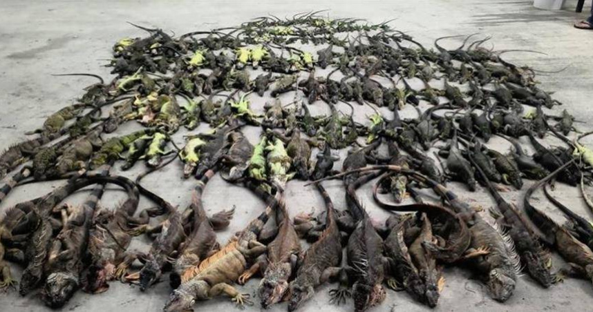 高雄「獵龍達人」抓到4000多隻綠鬣蜥，獎金上看40萬。（圖／報系資料照）