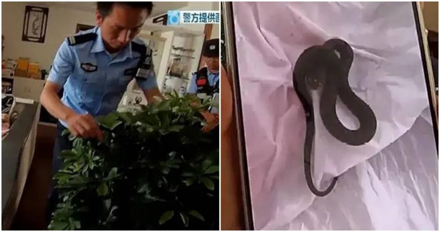 夫妻旅遊回家，發現家中爬滿小蛇。（圖／翻攝魯中晨報）