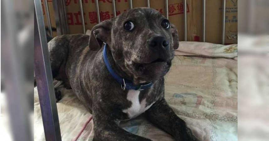 新竹縣動物保護防疫所指出，由於肇事比特犬未植入晶片、亦為依規未完成寵物登記及絕育，因此將以違反《動物保護法》對飼主裁處8萬6000元罰鍰，並終身列管該比特犬。（圖／新竹縣政府提供）