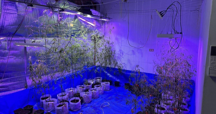 欠巨債求翻身反墮毒網　南投男「種大麻抵債」下場慘了