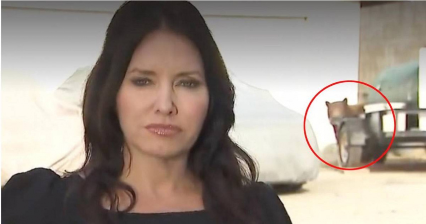 黑熊在加州蒙羅維亞住宅區車道活動，意外闖入KTLA記者艾琳邁爾斯（Erin Myers）現場直播報導畫面。（圖／翻攝自X，@nypost）