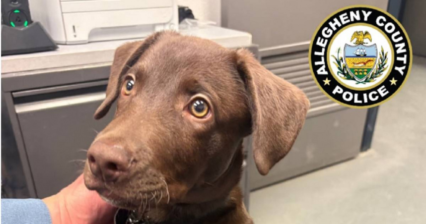 匹茲堡國際機場外發現遭遺棄的拉布拉多幼犬，警方已將其安置並展開調查。（圖／Allegheny County Police）