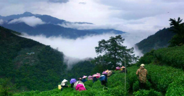 雲霧嬝繞的大禹嶺茶區。（圖／吳德亮攝影）