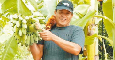 內門惡地芭蕉有履歷 青農林世文成就模範農民