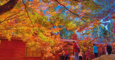 福壽山松廬楓紅月底轉色 清境火把節同歩登場