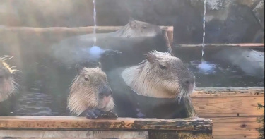 日本五大動物園舉辦「水豚泡溫泉」比賽 冠軍104分才出浴