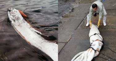 地震前兆?罕見深海「龍宮使者」現蹤 6m大王烏賊飄海面