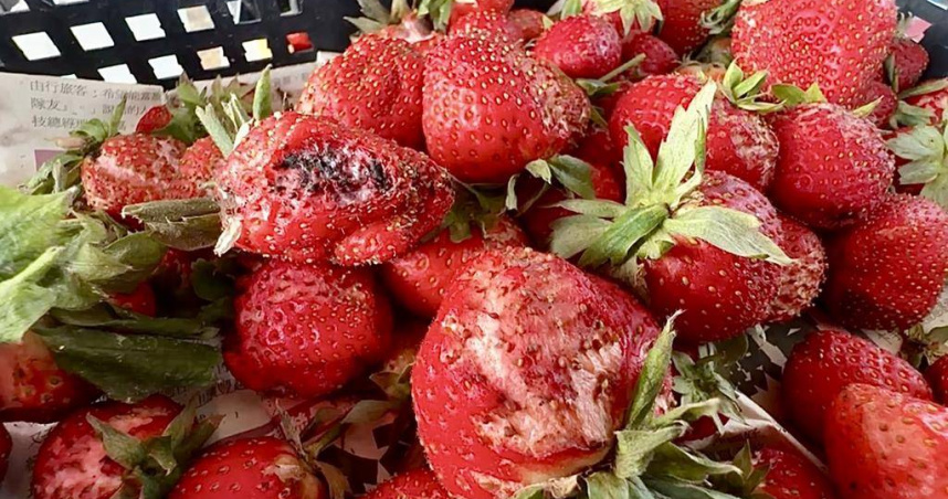 國姓草莓受極端氣候影響恐減產，農民期待228採果潮彌補損失，卻遇雨攪局，忙著將受水傷的草莓及爛掉的葉子拔除。（圖／中國時報記者楊靜茹攝）