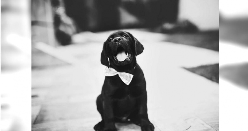 宜蘭縣羅東警分局飼養的土狗「黑皮」，遭值班員警狠踹洩憤，造成牠尾椎錯位及骨裂。（示意圖／翻攝Pexels）