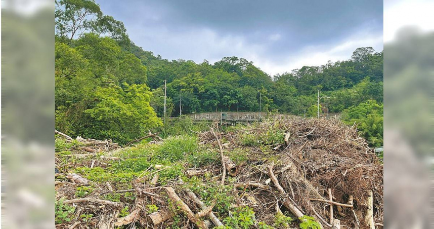 國民黨台北市議員王欣儀質疑，每逢天災後成千上萬的倒塌路樹不僅未有妥善統計，多數至今仍堆放於廢棄物處理廠，更有「倒塌數多於種植數」的狀況。（圖／台北市議員王欣儀提供／中國時報丁上程台北傳真）