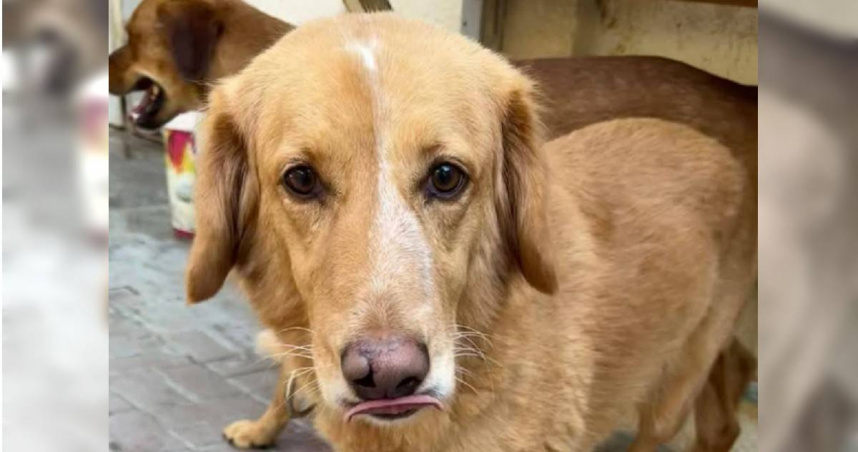 英國流浪狗琥珀歷經36天流浪、橫跨逾160公里還游過海灣，最終奇蹟獲救。（圖／翻攝自IG）