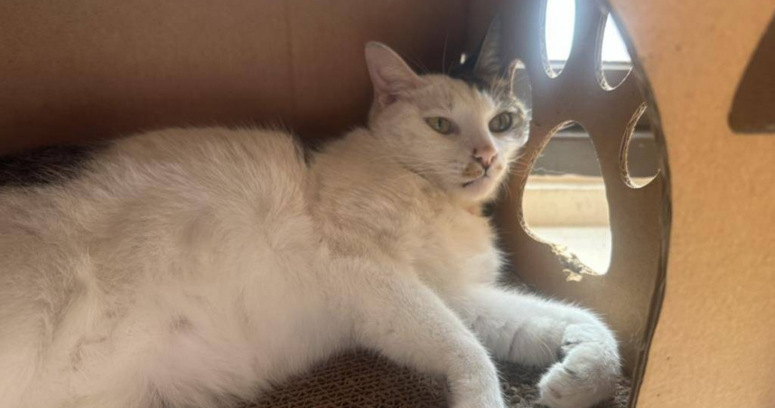 農業部指出國內寵物寄養業者已突破2800家、年產值達27億元，龐大商機背後也衍生不少爭議，對此農業部今（17）日公布「犬、貓寄養定型化契約範本」，針對犬貓寄養服務中的「異常狀況處理」、「飼主逾時接回」中途解約退費」等常見爭議設下規範。（圖／報系資料照）