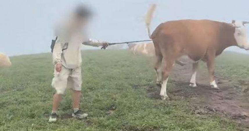 遊客因挑釁牛群遭踩踏，再度引發景區安全討論。（圖／翻攝自微博）