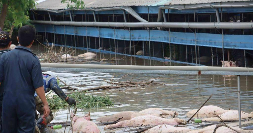 圖為朴子一處養豬場水淹2公尺深，場內場外到處是浮在水面的死豬。（圖／本報資料照）