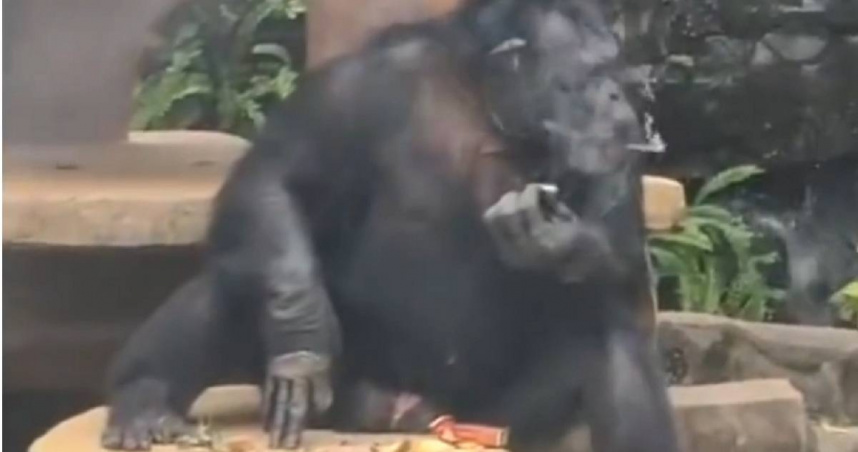 大陸廣西南寧動物園一隻大猩猩會抽菸，引發網友熱議。（圖／翻攝自微博／新京報）