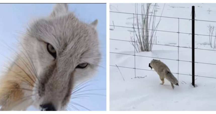小狐狸誤認相機為食物叼走，在雪地中狂奔後埋進雪堆，畫面全被拍下。（圖／翻攝自IG，8worldnew，下同）