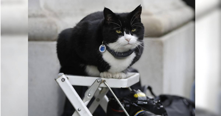 英國外交圈知名「首席捕鼠官」帕默斯頓（Palmerston）近日於百慕達辭世。（圖／達志／美聯社）