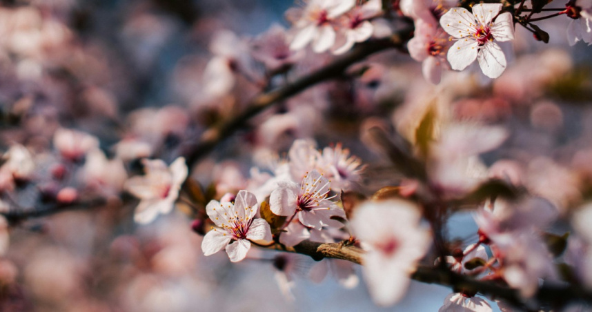 春天到日本旅遊，最大看頭就是櫻花。（示意圖／Pexels）