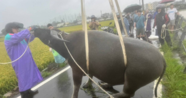 新竹縣竹北地區豆子埔溪有2頭水牛被發現受困在湍急的溪流中，其中一隻已被順利救起。（圖／新竹流浪動物珍愛協會提供）
