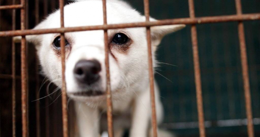 加州一間標榜「零撲殺」的動物收容所近日爆出重大醜聞。圖為示意圖，非當事狗狗。（圖／達志／美聯社）