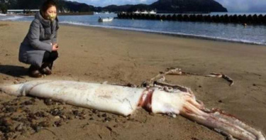 3公尺大王烏賊屍體現身京都海灘 居民:第一次看到這麼大