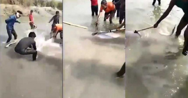 只為舉辦跨年宴 恆河海豚遭當地民眾亂棍打死