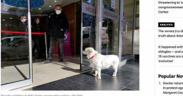 忠犬每日離家出走 醫院外苦守6天等主人回家