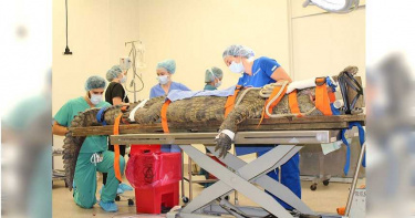 貪吃鱷吞遊客鞋不消化 獸醫團隊五花大綁開刀救命