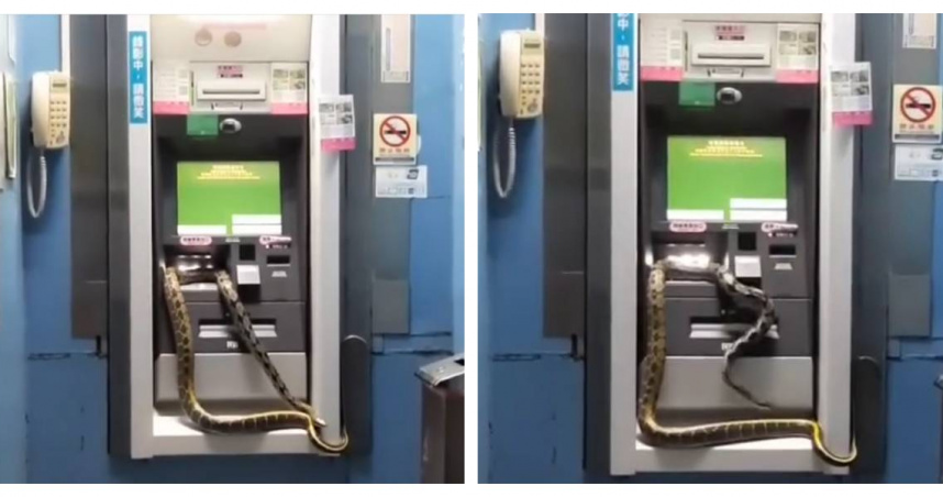 錦蛇盤據在ATM上。（圖／翻攝爆廢公社臉書社團）