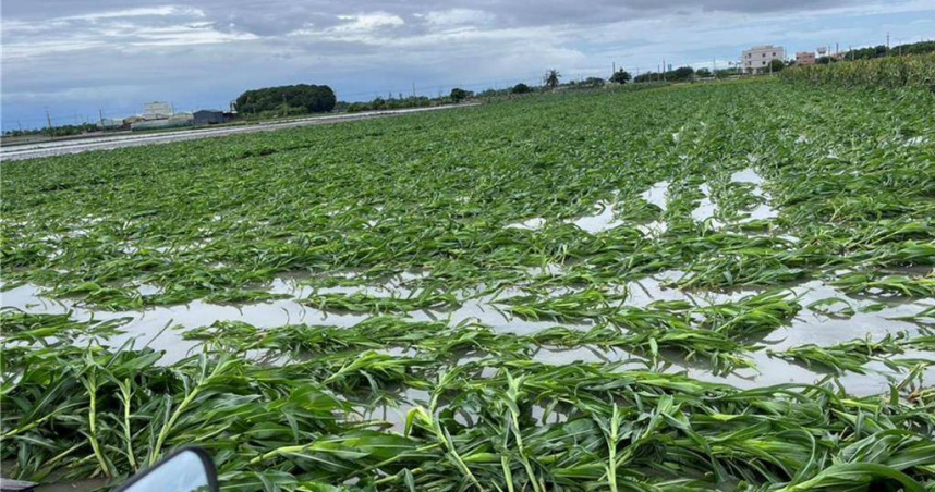 丹娜絲重創南台灣農作物產區，造成蔬菜價格持續上揚，根據北農網站顯示，今（13）日蔬菜整體每公斤平均價格達39.4元，較前一日的37.4元增加約5.4％。（圖／本報系資料照）