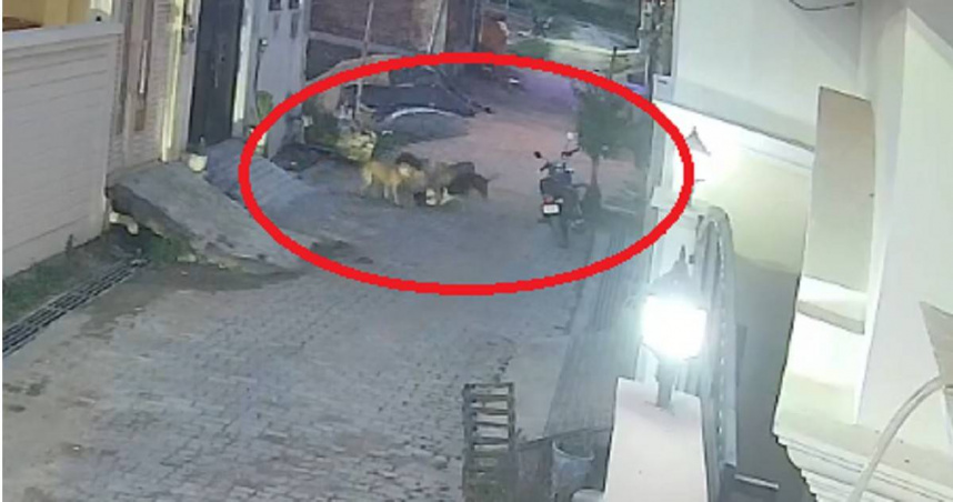 監視器畫面顯示，印度北方邦一名男童遭流浪犬群攻擊並被拖行至馬路，場面駭人。（圖／翻攝自X）