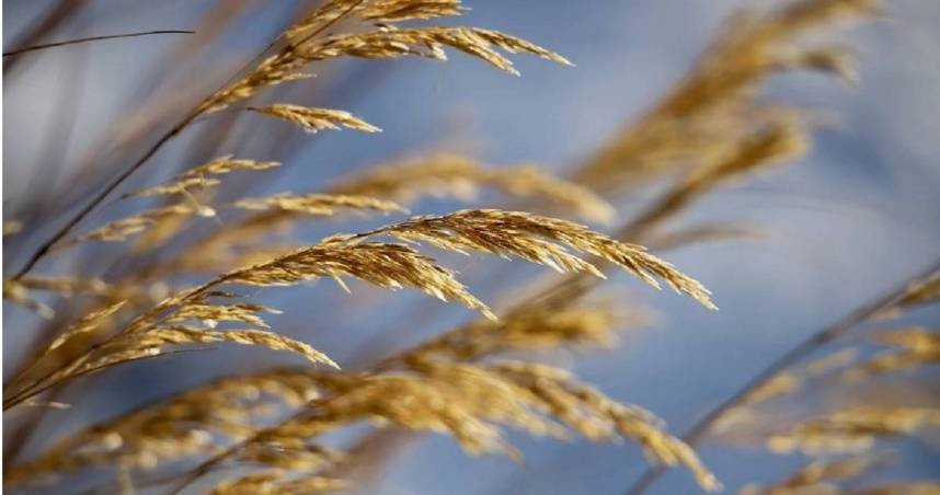 塔羅牌老師艾菲爾點出有4個星座，在秋季將迎來收穫。（示意圖／Pixabay）