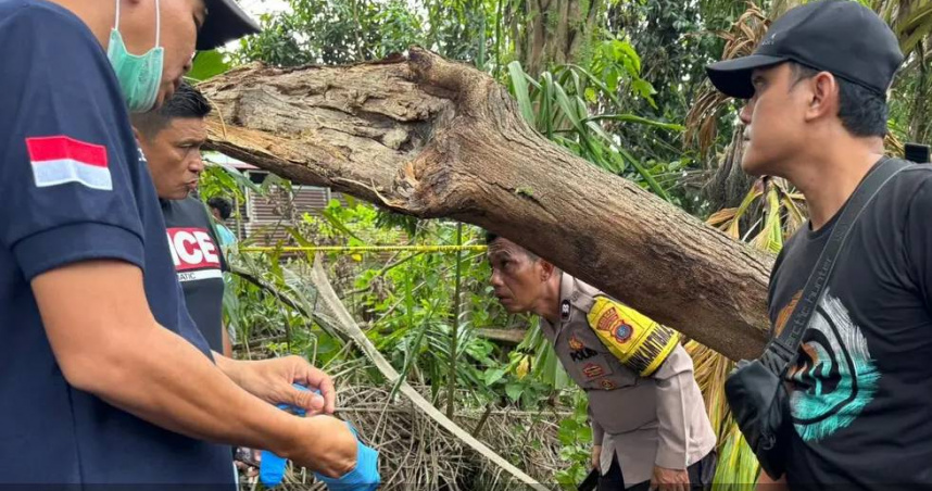 印尼北蘇門答臘一棵倒塌的棕櫚樹內部驚現人骨與手機、手環，警方現場拉起封鎖線進行調查。（圖／翻攝自Liputan6網頁）