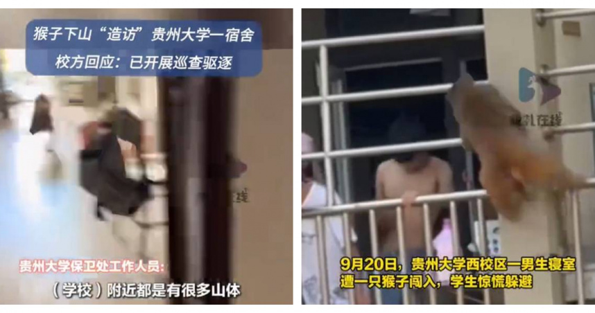 貴州大學西校區男生宿舍驚傳猴子闖入，校方表示已加強巡查並提醒學生關好門窗。 （圖／翻攝自微博， 板扎在線 ）