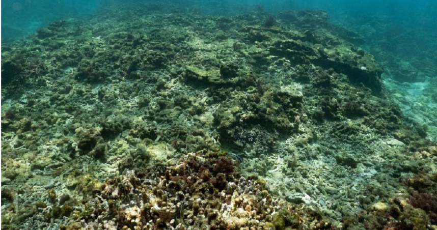 綠色和平表示，圖為澎湖知名潛點「紫色薰衣草森林」2025年水下現況，過往珊瑚斑斕景致，如今不復存在。（ 圖／綠色和平提供）