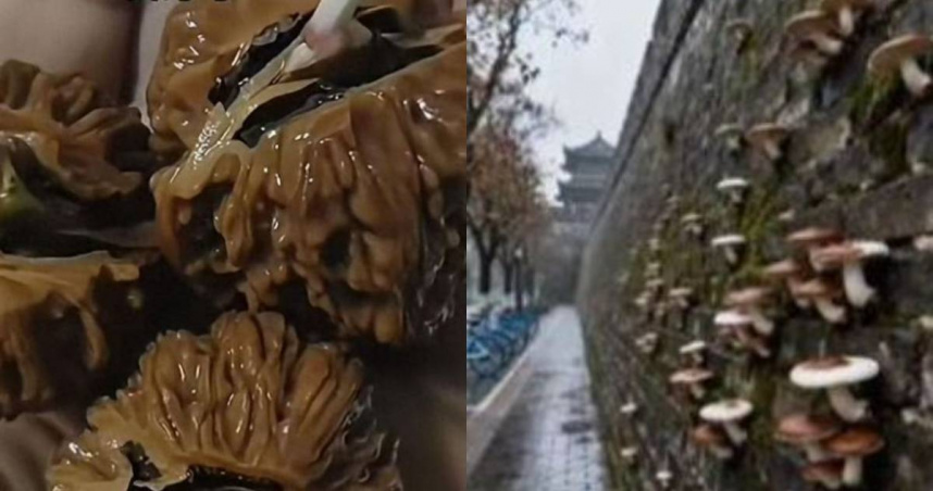 大陸陝西省西安市近日因連續1個多月的陰雨天氣，導致城市景觀與民眾生活都出現罕見變化。（圖／翻攝自微博）