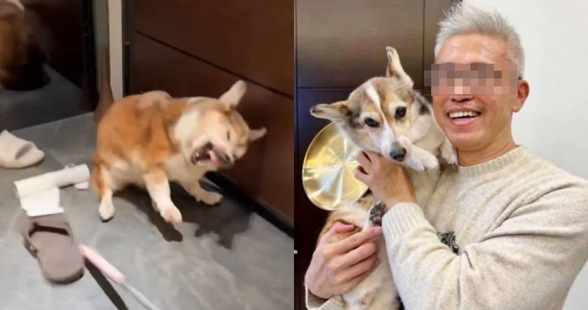 不只虐打15歲柯基犬！　手搖飲加盟主被爆「打工前3天不支薪」還封鎖人