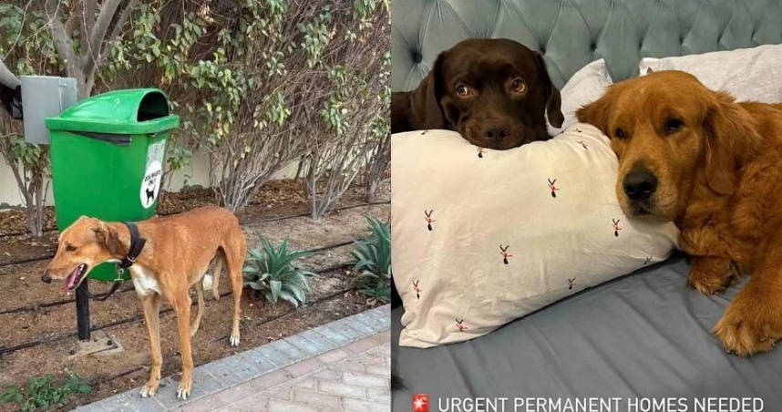 因中東情勢緊張，有不少移居杜拜的外籍人士急著出境，也衍生大量棄寵問題。（圖／翻攝自X）