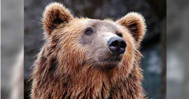 醉漢誤闖動物園落水 母熊救人反遭鎖喉壓入水中險死