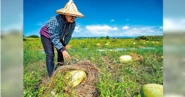 成熟期遇忽曬忽雨 宜蘭五結西瓜損失慘重