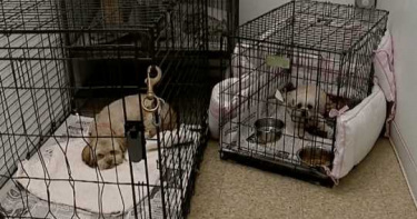 3P懷孕西施犬!40歲熟女不雅影片網路傳 被逮後住家竟遭祝融