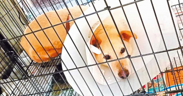 北市動物之家爆量收容 1人得照顧34隻浪浪