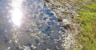 水公司藥劑外洩 新竹豆子埔溪魚群翻肚