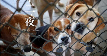 詐領動物醫療補助3/政府推流浪動物「零安樂死」 「優惠補助」成動保蟑螂養分