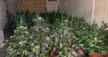 封死透天厝門窗種大麻 檢警攻堅19屋查獲千株大麻樹