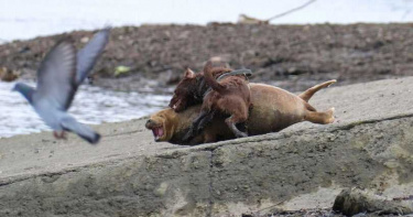 海豹曬日光浴「慘遭惡犬攻擊」!心碎畫面曝光...傷勢過重被安樂死