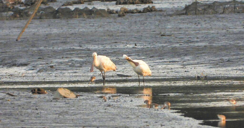 2月2日為世界溼地日，新北市農業局邀請民眾趁候鳥聚集的高峰期，到挖子尾自然保留區賞鳥。（圖／新北市農業局提供／中國時報賀培晏新北傳真）